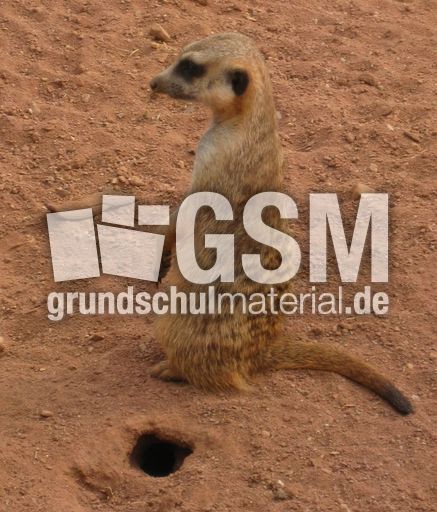 Erdmännchen_2265.jpg
